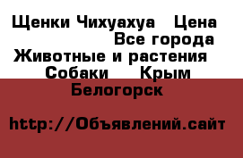 Щенки Чихуахуа › Цена ­ 12000-15000 - Все города Животные и растения » Собаки   . Крым,Белогорск